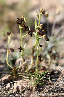 Ophrys speculum