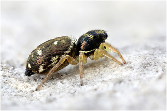 H.  fulgens