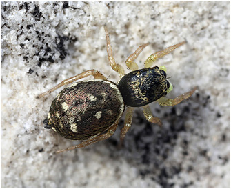 H.  fulgens