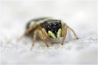 H.  fulgens