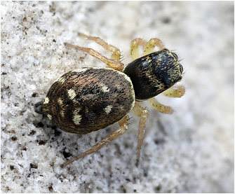 H.  fulgens
