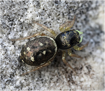 H.  fulgens