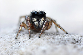 H.  decoratus