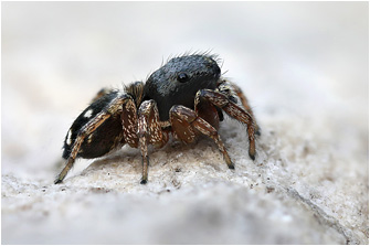 H.  decoratus