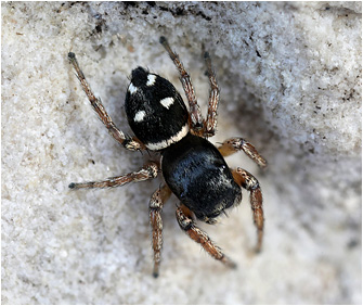 H.  decoratus