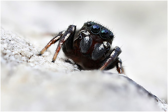 H.  tribulosus