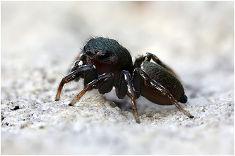 H.  tribulosus