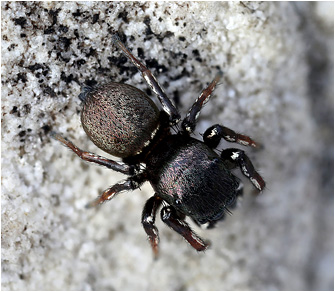 H.  tribulosus