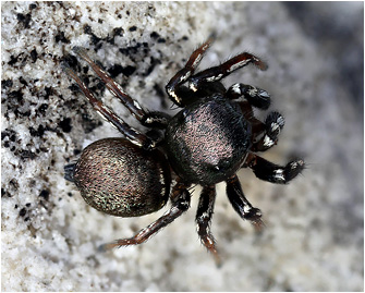 H.  tribulosus