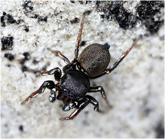 H.  tribulosus