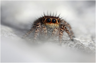 M.  neglectus