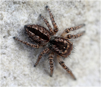 M.  neglectus