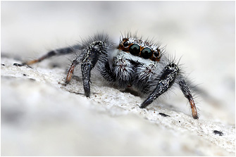 Pseudicius vankeeri