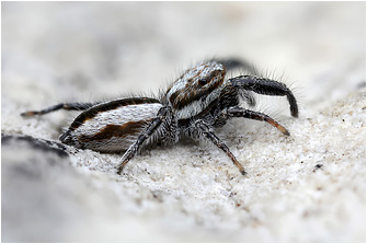 Pseudicius vankeeri