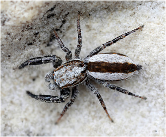 Pseudicius vankeeri