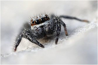 Pseudicius vankeeri