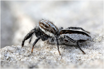 Pseudicius vankeeri