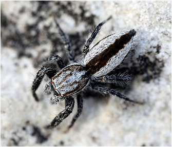 Pseudicius vankeeri