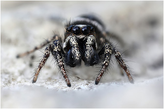 S.  propinquus