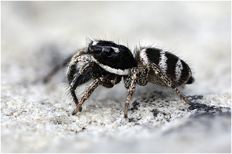 S.  propinquus