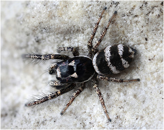 S.  propinquus