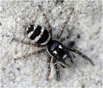 S.  propinquus