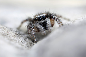 S.  propinquus