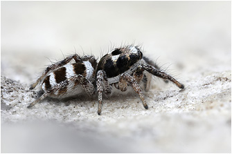 S.  propinquus