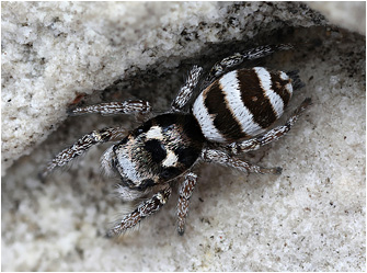 S.  propinquus