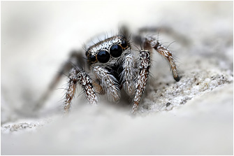 S.  propinquus