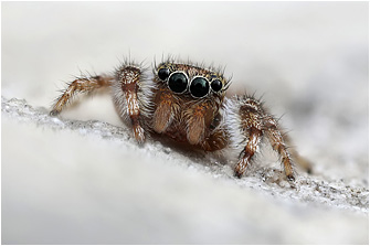 Macaroeris cata