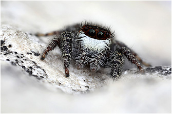 Macaroeris diligens