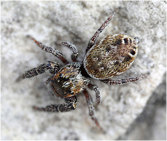M.  diligens