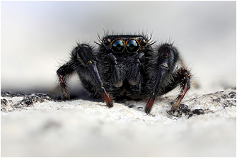 Macaroeris diligens