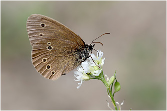 Aphantopus hyperantus