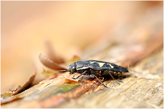 Buprestis novemmaculata