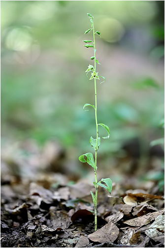 Epipactis albensis ssp. lusatia