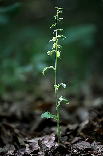Epipactis albensis ssp. lusatia