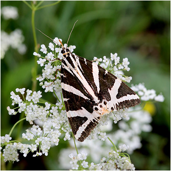 Euplagia quadripunctaria