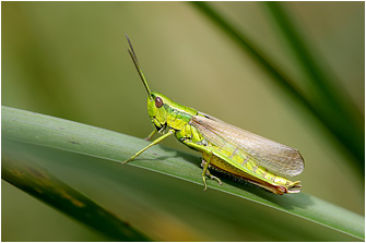Euthystira brachyptera