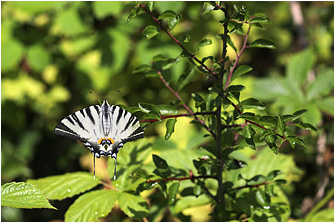 Iphiclides podalirius