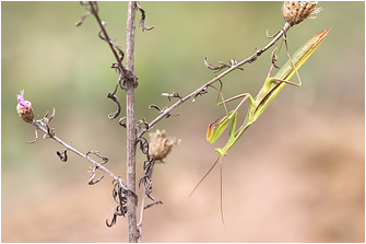 Mantis religiosa