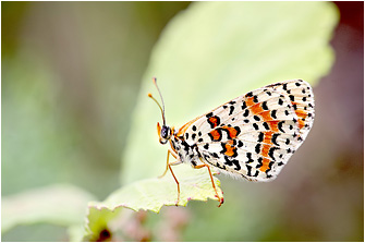 Melitaea didyma