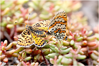 Melitaea didyma
