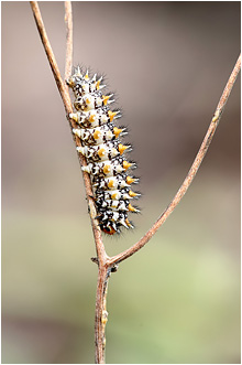Melitaea didyma