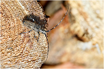 Monochamus galloprovincialis