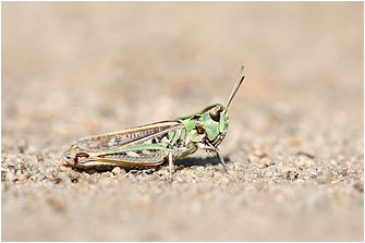 Myrmeleotettix maculatus