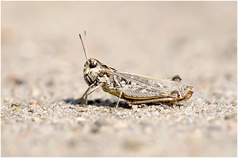 Myrmeleotettix maculatus