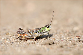 Myrmeleotettix maculatus