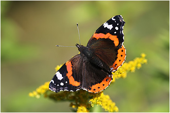 Vanessa atalanta
